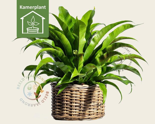 Asplenium antiquum