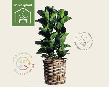 Ficus lyrata Bambino image
