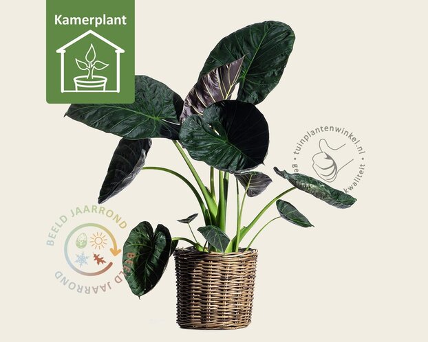 Alocasia regal shield