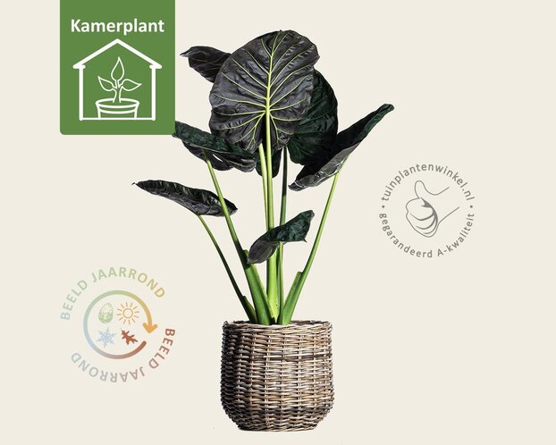 Alocasia regal shield