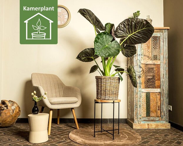 Alocasia regal shield