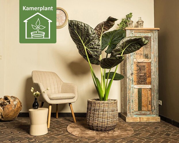 Alocasia regal shield