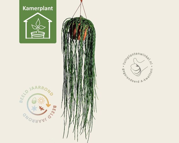 Rhipsalis paradoxa