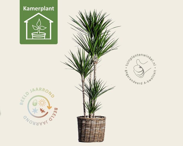 Dracaena marginata