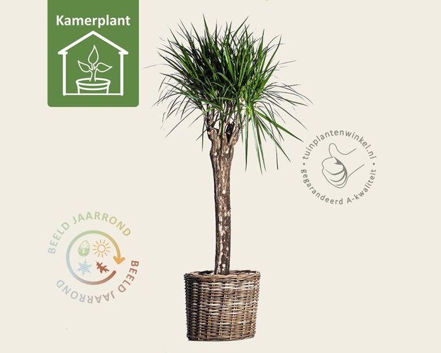 Dracaena marginata