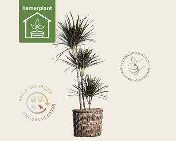 Dracaena marginata 'Magenta' image