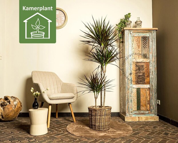 Dracaena marginata 'Magenta'