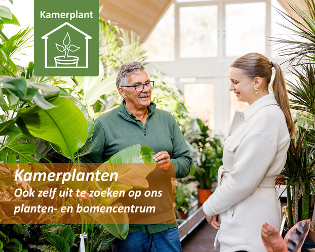 Dracaena marginata 'Magenta'