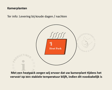 Dracaena marginata 'Magenta'