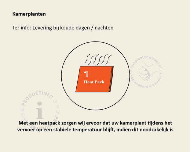 Dracaena marginata 'Magenta'
