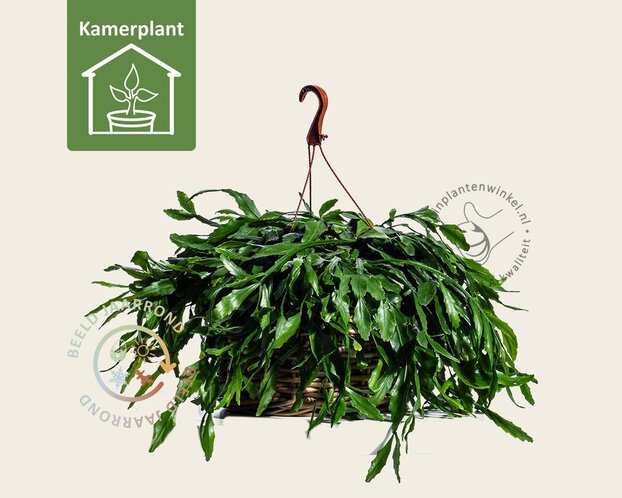 Rhipsalis crispata
