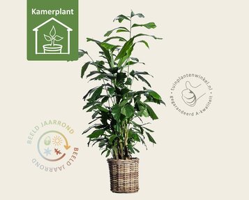 Caryota mitis image