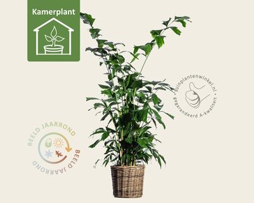 Caryota mitis