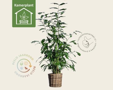 Caryota mitis