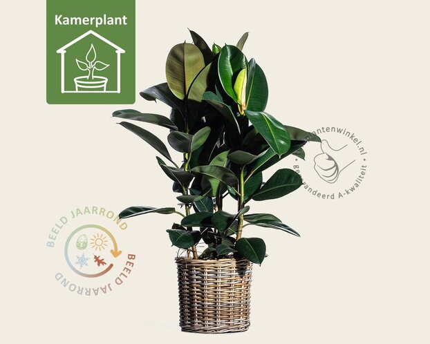 Ficus elastica robusta