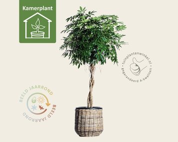 Schefflera Compacta image