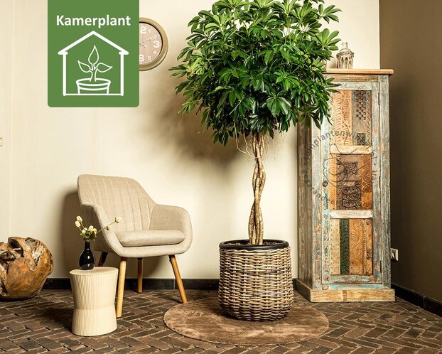 Schefflera Compacta