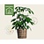 Schefflera Amate