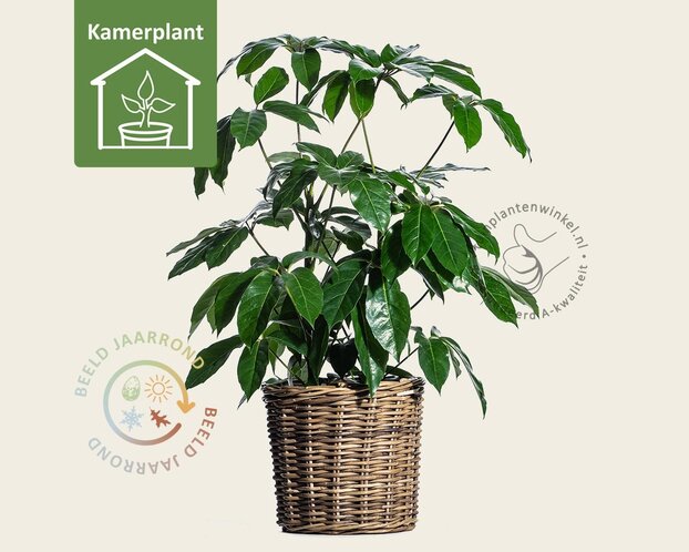 Schefflera Amate