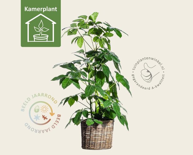 Schefflera Amate