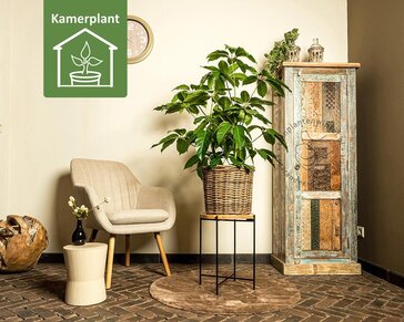 Schefflera Amate