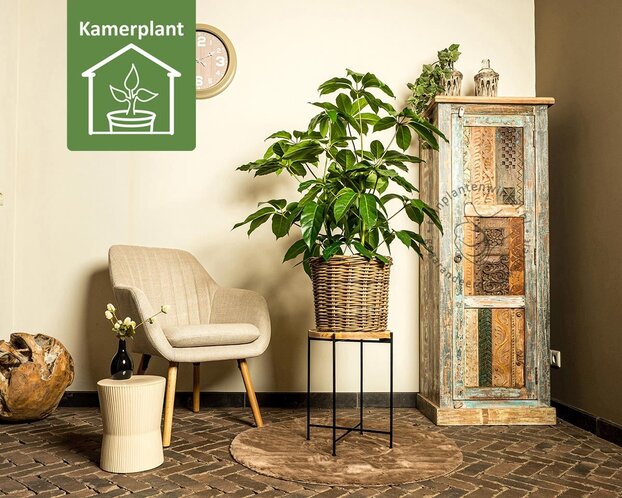 Schefflera Amate