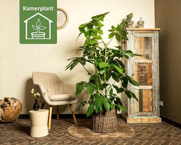 Schefflera Amate