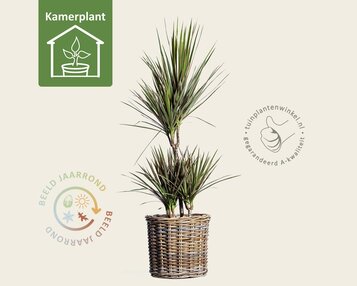 Dracaena marginata 'Bicolor' image