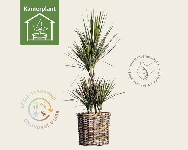Dracaena marginata 'Bicolor'
