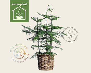 Araucaria heterophylla image