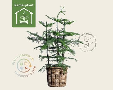 Araucaria heterophylla
