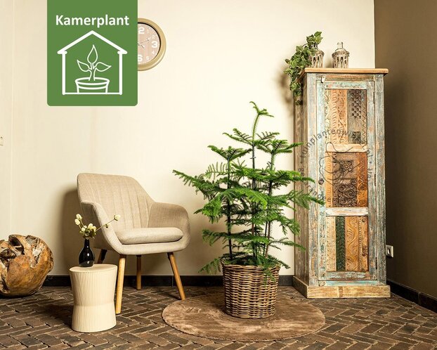 Araucaria heterophylla