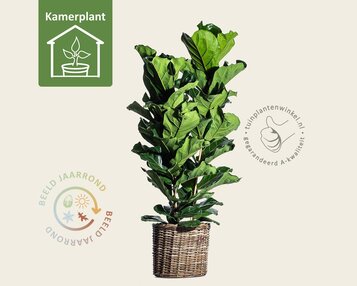 Ficus lyrata image