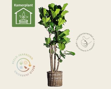 Ficus lyrata