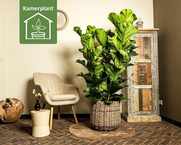 Ficus lyrata