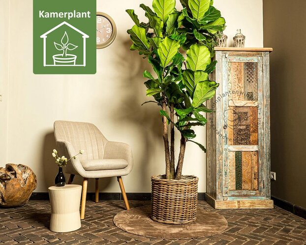 Ficus lyrata