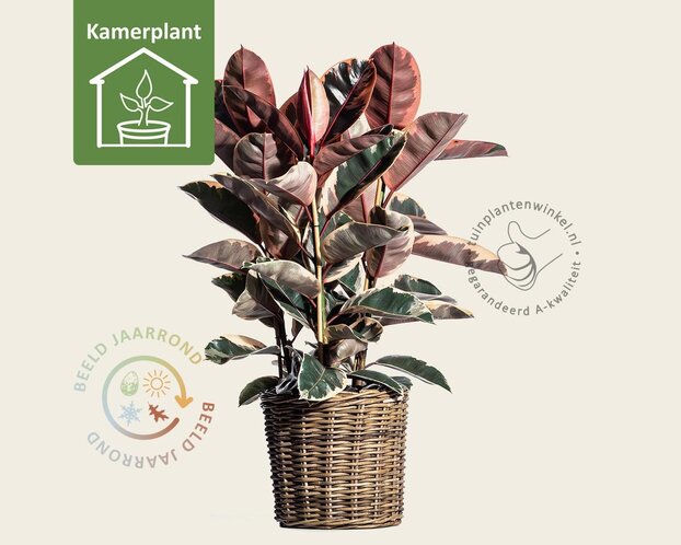 Ficus elastica belize