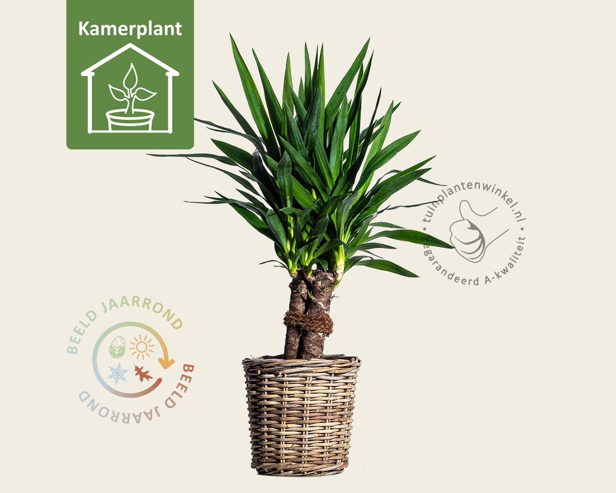 Yucca elephantipes en Mineral