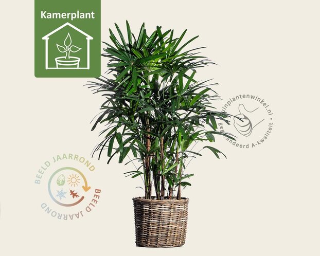 Rhapis excelsa