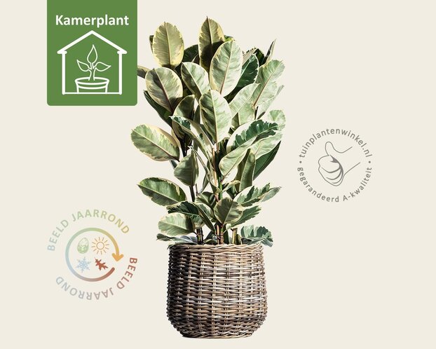 Ficus elastica tineke