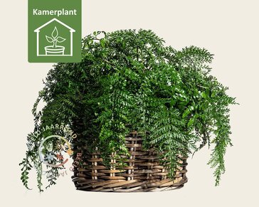 Asplenium parvati