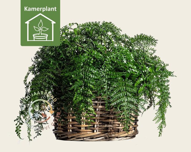 Asplenium parvati