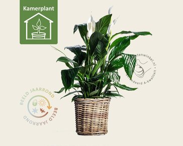 Spathiphyllum Sweet Lauretta