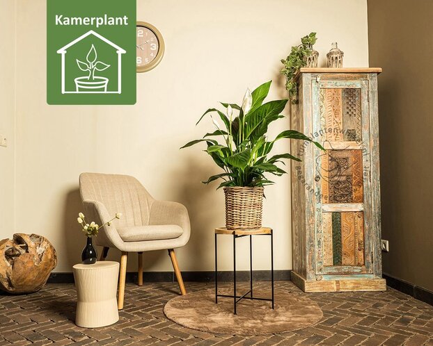Spathiphyllum Sweet Lauretta