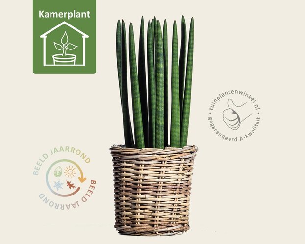 Sansevieria cylindrica