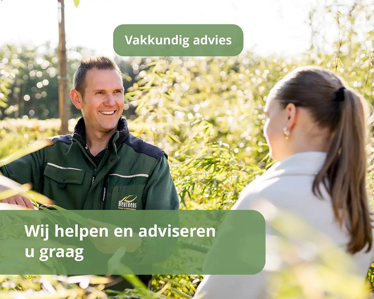 Advies