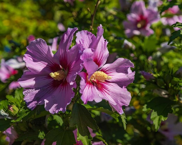 Hibiscus 'Flower Tower Purple' - beveerd