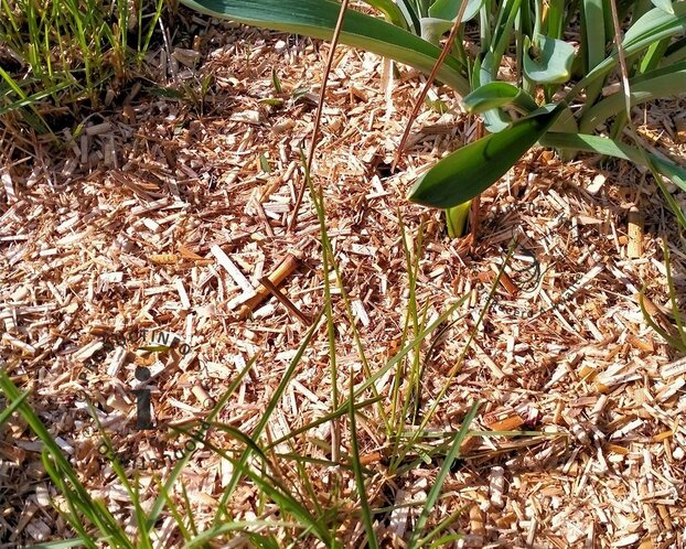 Miscanthus Mulch