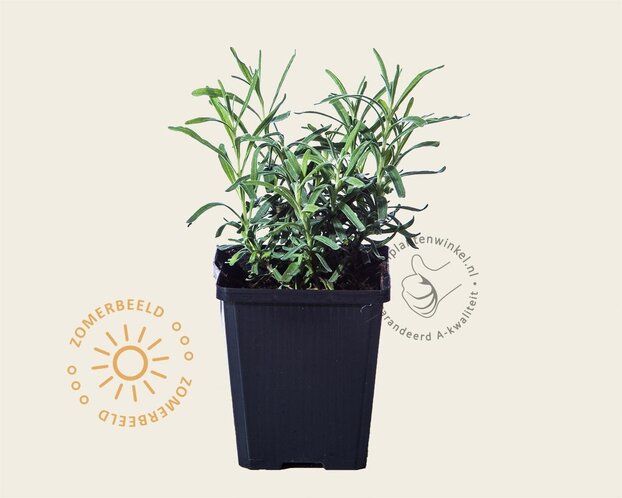 Lavandula angustifolia 'Munstead'