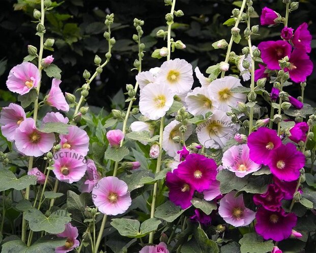 Alcea rosea